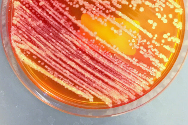 USP <71> Sterility Test Failure ID
